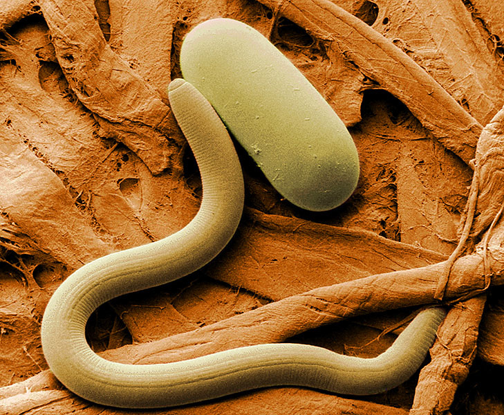 Nematode biological control