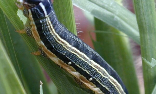 African Armyworm