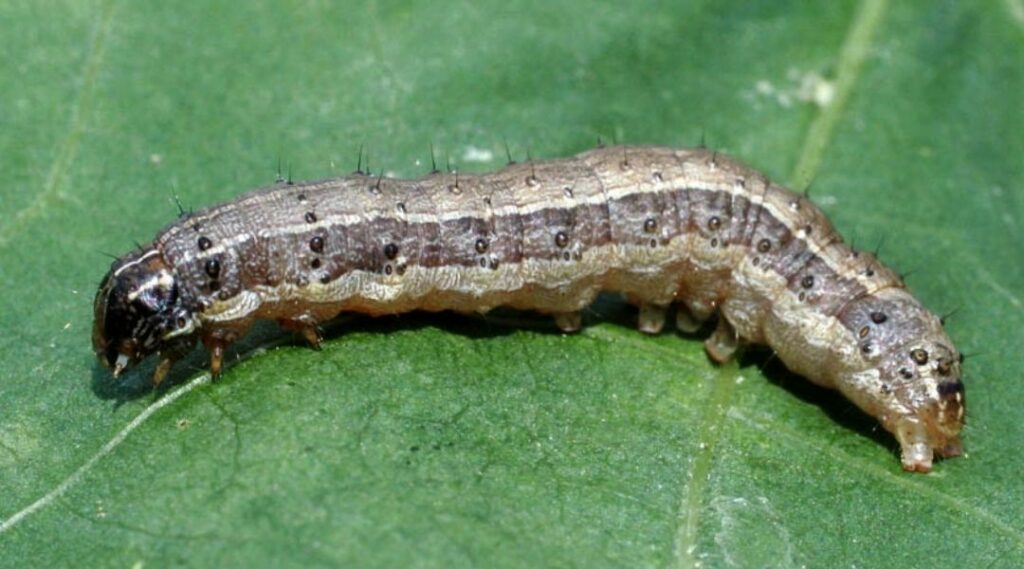 Fall armyworm