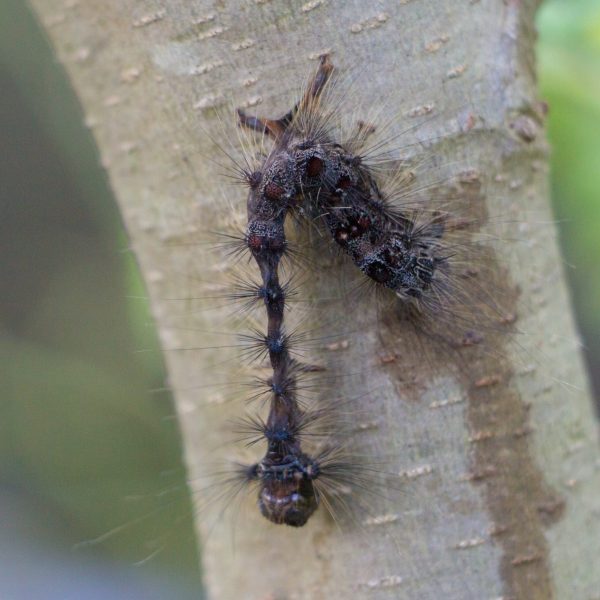 gypsy moth caterpillar infected with the nuclear polyhedrosis virus