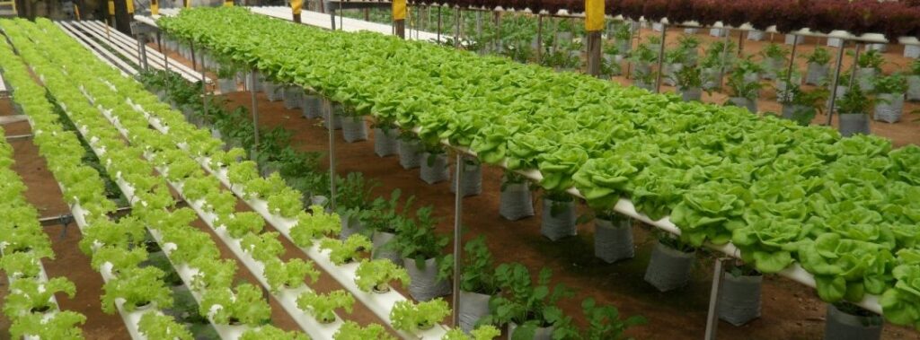 Lettuce production in covered facility