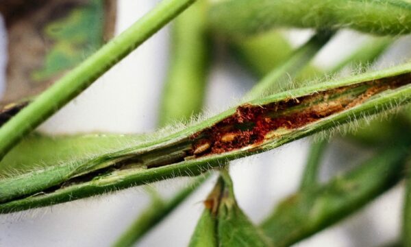 A bean fly pupa © CABI