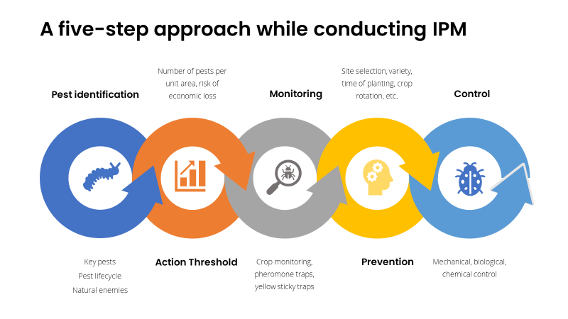 The IPM cycle which shows the five steps of integrated pest management: Pest identification, setting an action threshold, monitoring, preventing, controlling