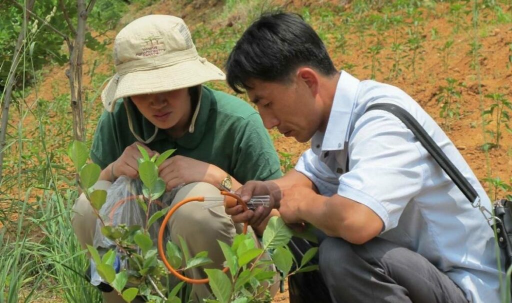 A korean man and woman crouch on the ground inspecting some young plants