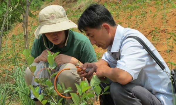 A korean man and woman crouch on the ground inspecting some young plants