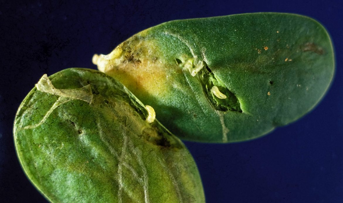 Bean fly how to recognise, prevent and manage the legume pest