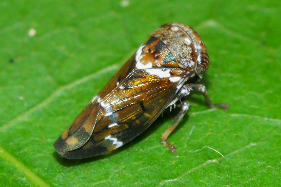 mango leafhopper