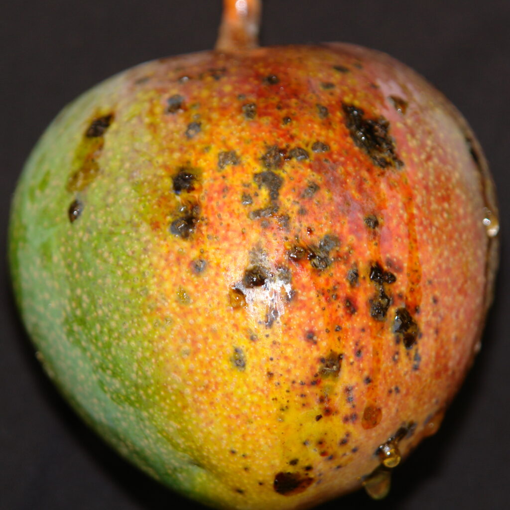 mango black spot