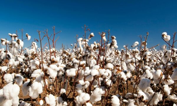 Cotton ready to harvest