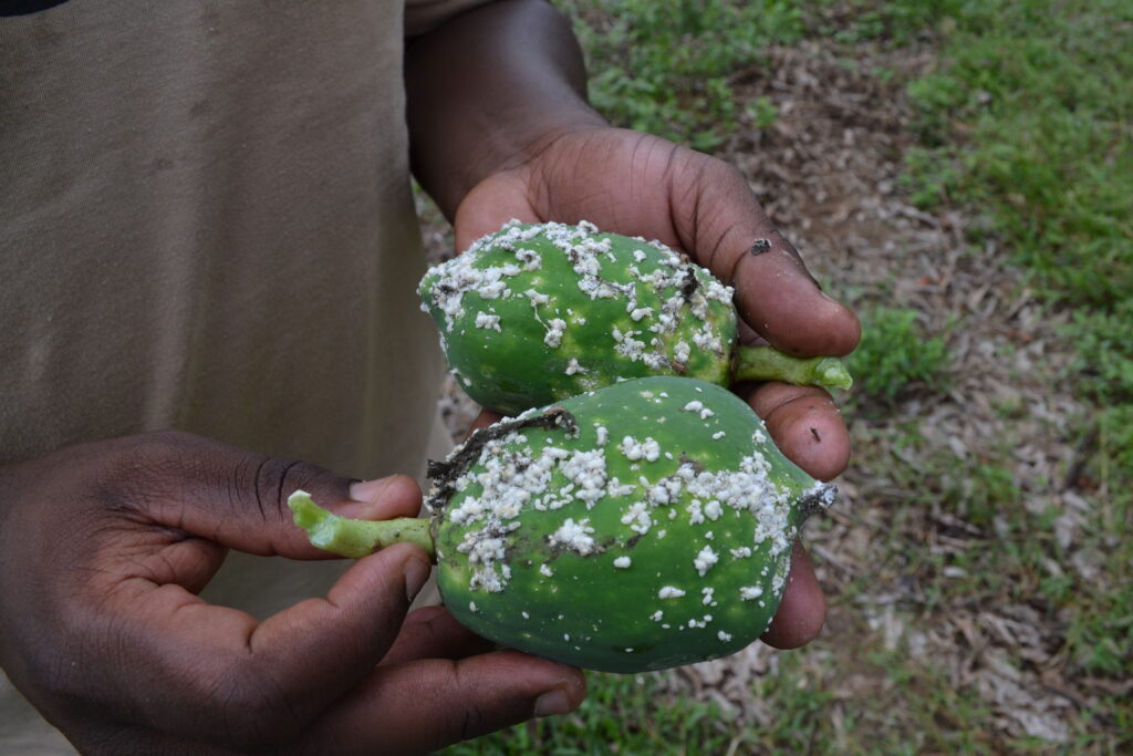 Fruit infested with papaya mealybug on a farm in Mombasa, Kenya.