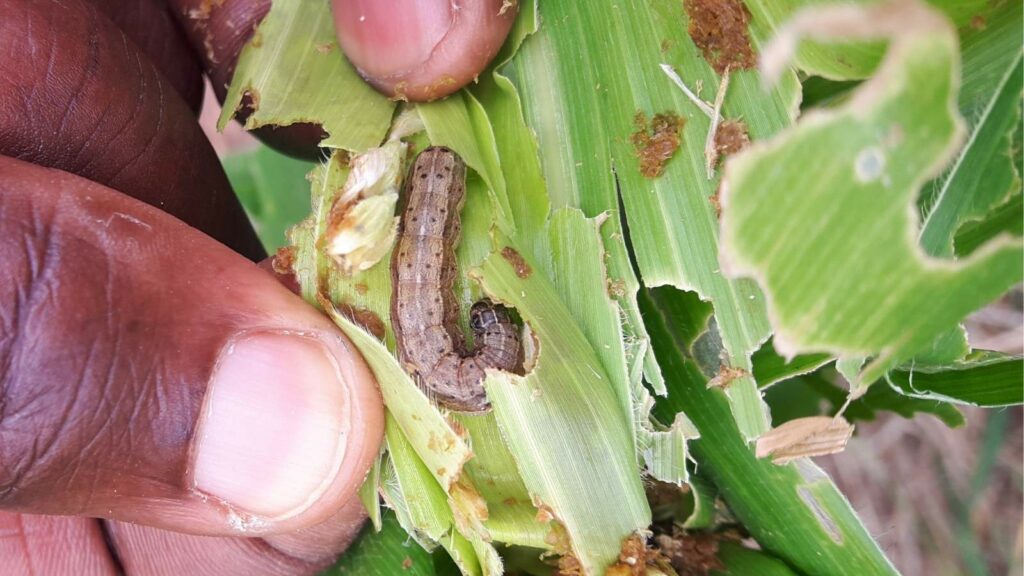 fall armyworm