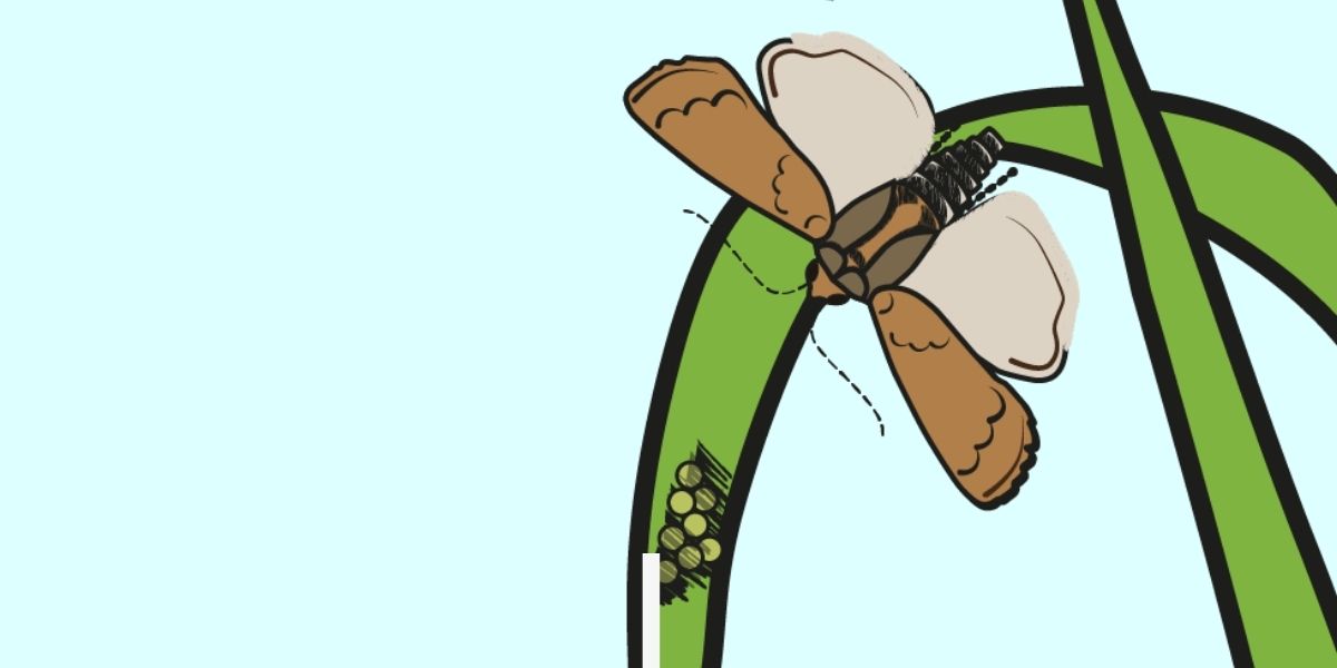 The life cycle of the African armyworm – PlantwisePlus Blog