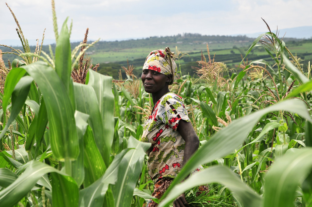 A farmer in a maize field in Nyagatare, in Rwanda's Eastern Province.