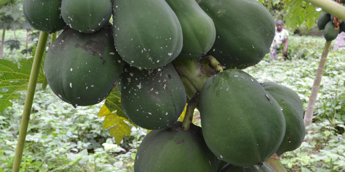 Papaya mealybug and other challenges for Ugandan farmers