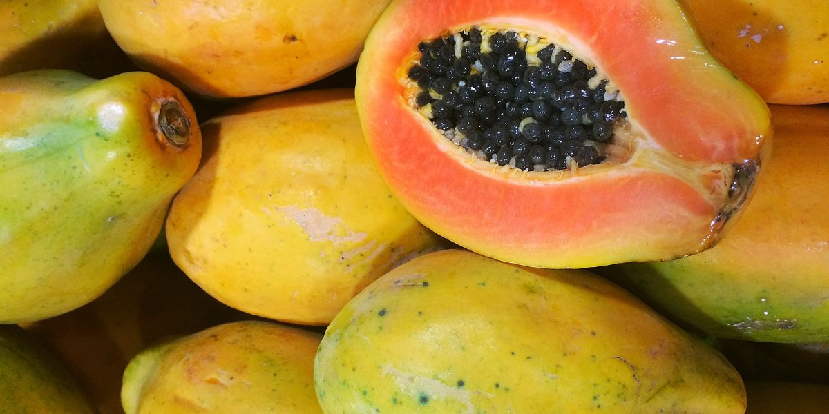 Papaya mealybug and other challenges for Ugandan farmers