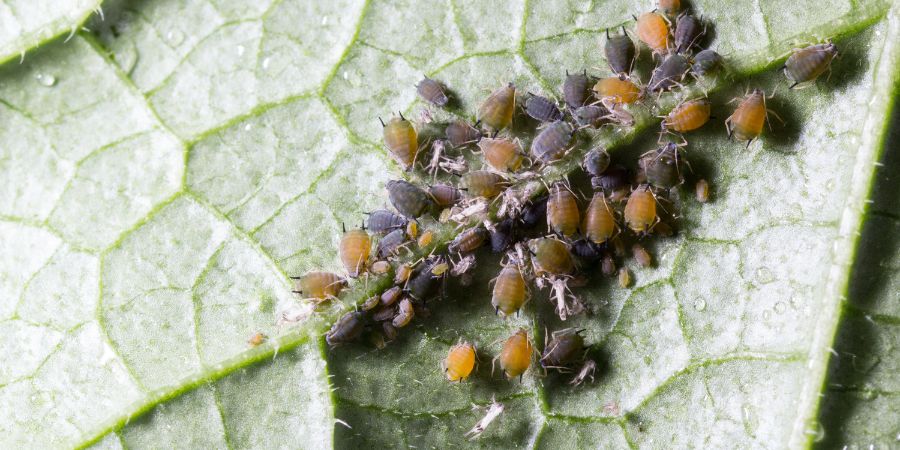 Cotton pest aphis gossypii