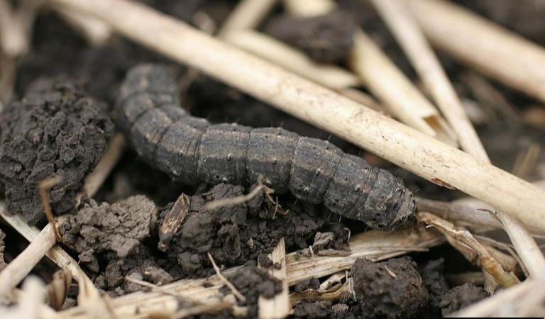 Cotton pest, black cutworm