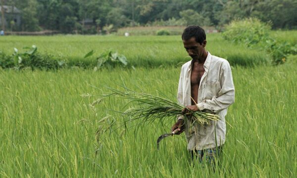 A rice farmer in central Bangladesh