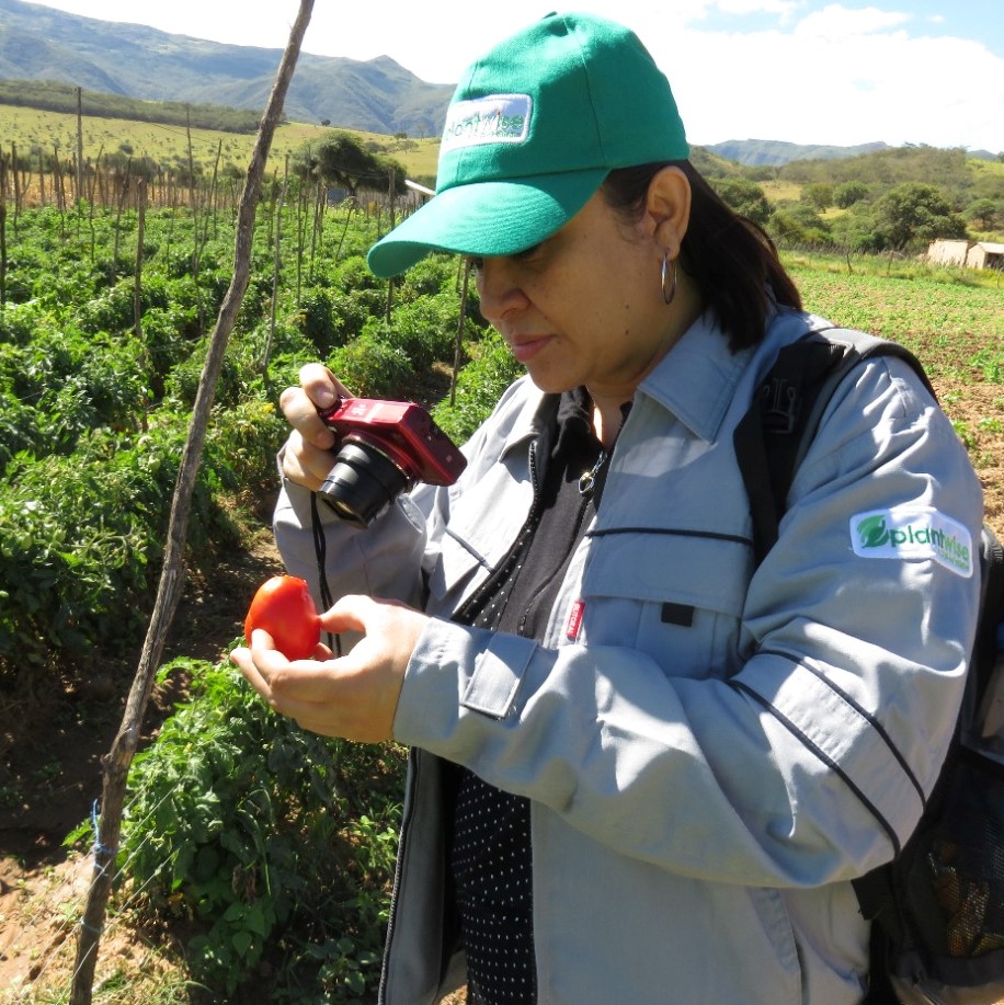 Yelitza Colmenarez inspecting tomato crop