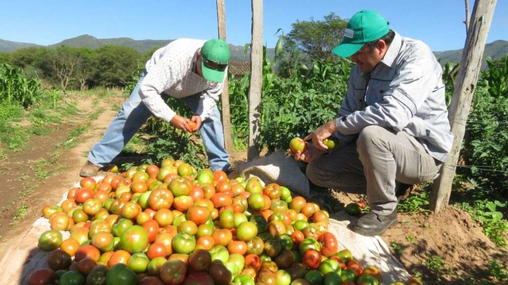 Farmer and plant doctor checking tomato crop