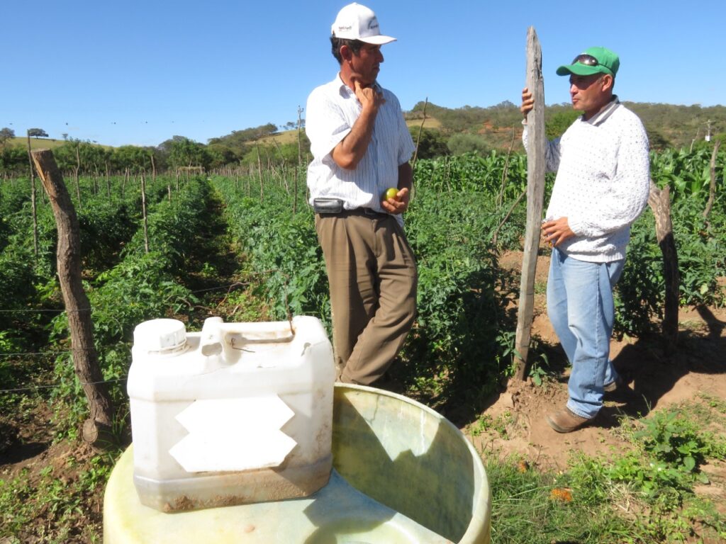 Farmers in a tomato field