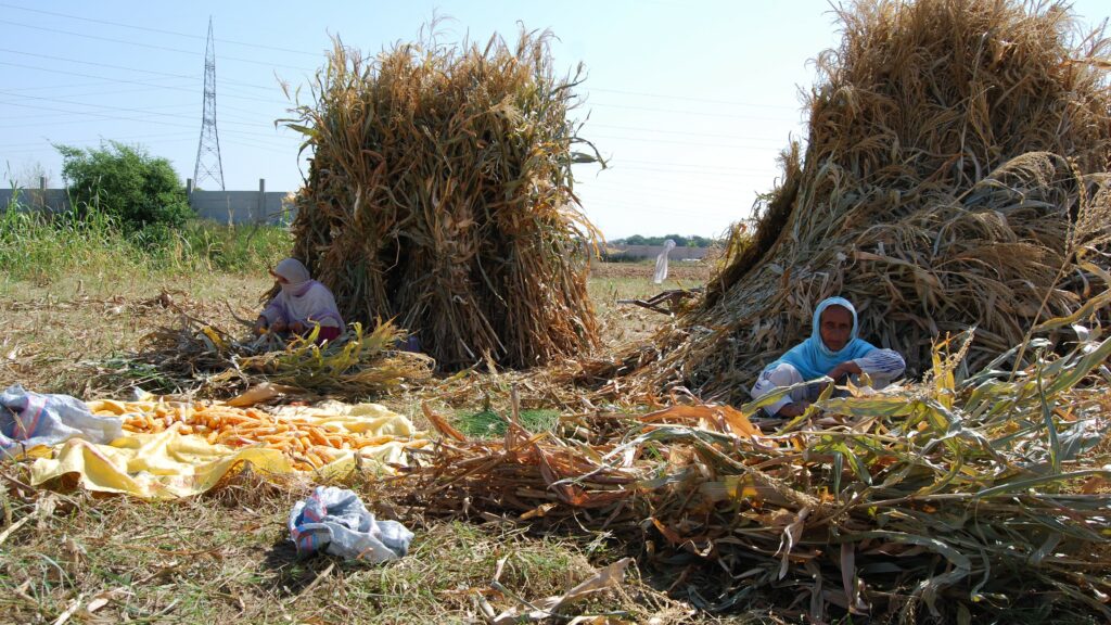 Women farmers in Pakistan sort maize crop