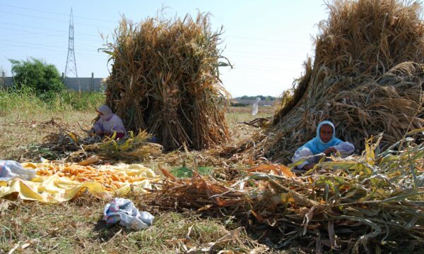 Women farmers in Pakistan sort maize crop