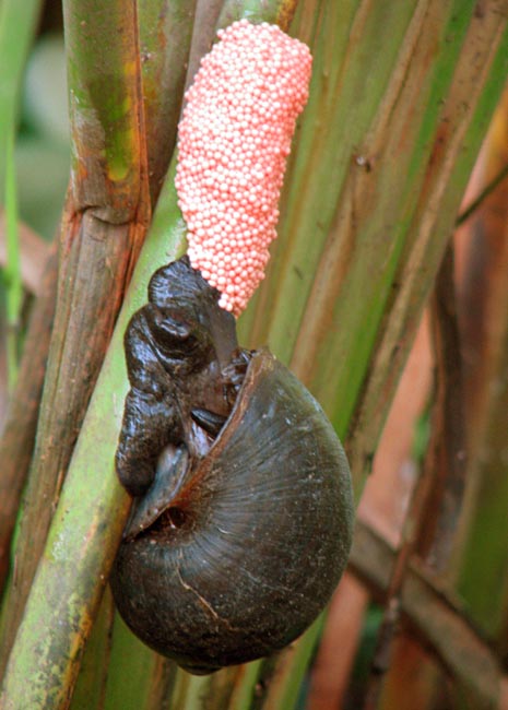 Female golden apple snail and egg masses on plant stem.