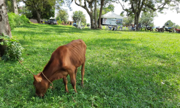 Animal waiting to be attended to at a crop–livestock clinic
