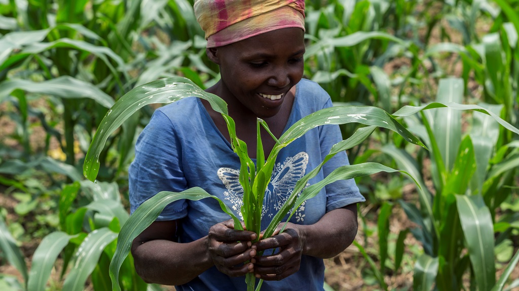 farmer in maize field, Burundi