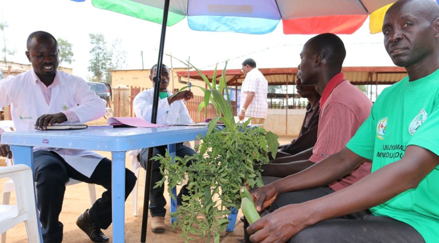 A plant clinic in Rwanda