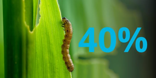 fall armyworm with the text 40%