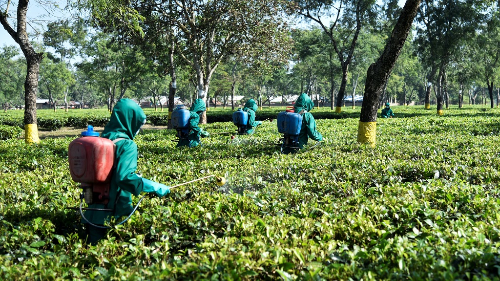 workers spray pesticide at tea plantation in India