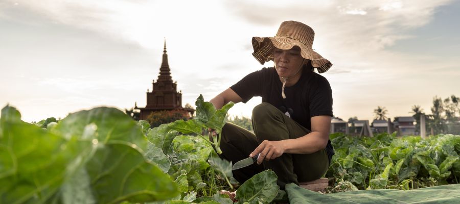 Farmer tending her crops in Cambodia