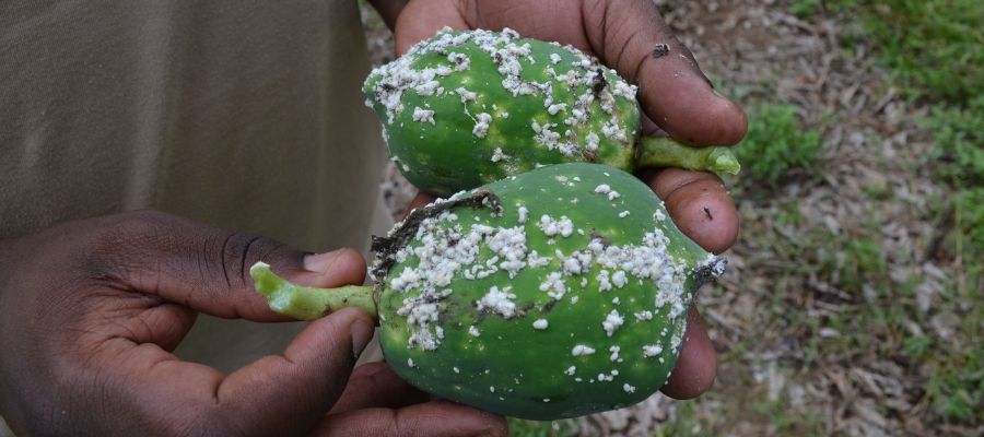 Fruit infested with papaya mealybug