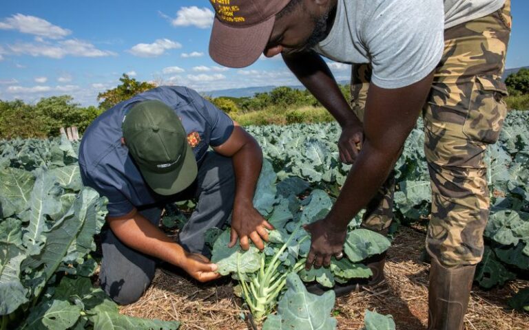 Why we need a skills framework for agriculture – PlantwisePlus Blog