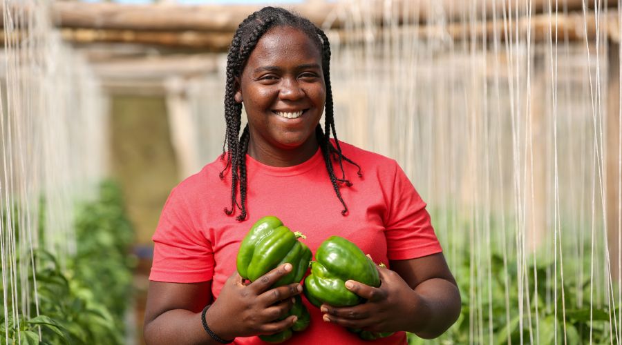 Farmer in Jamaica holding green bell peppers