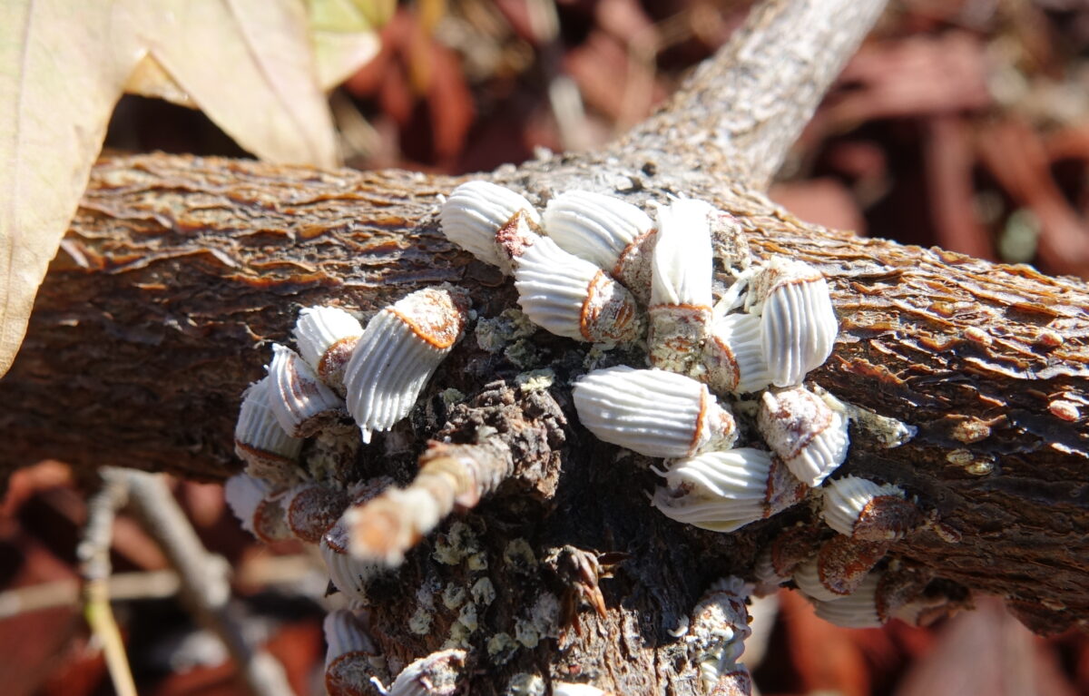 Control of scale insects in fruit trees – PlantwisePlus Blog