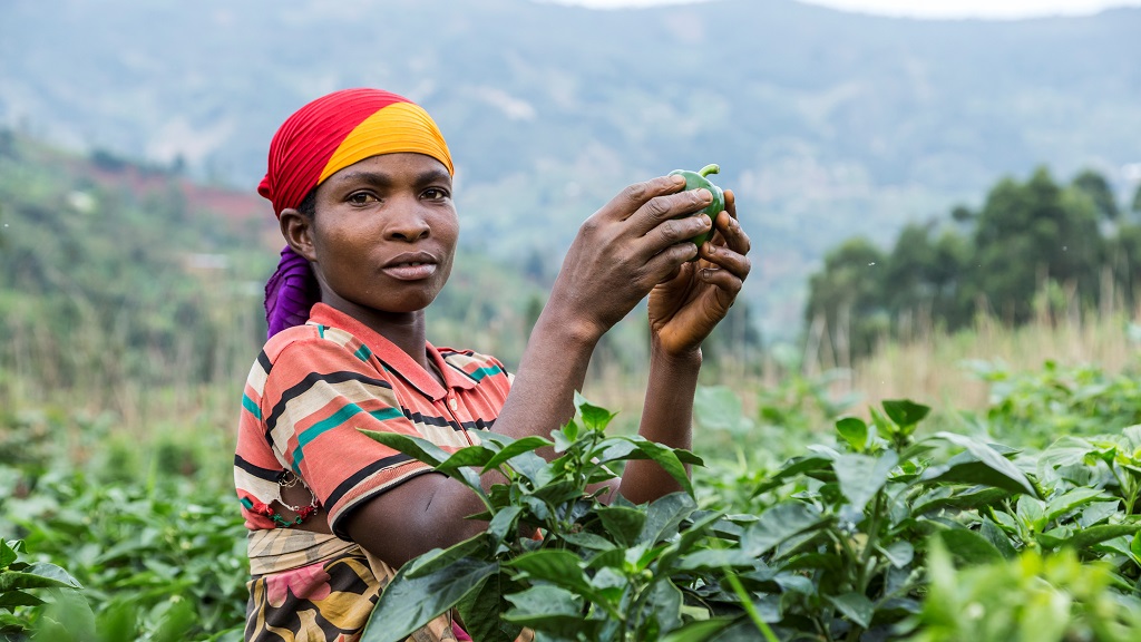 woman with her pepper crop in the field