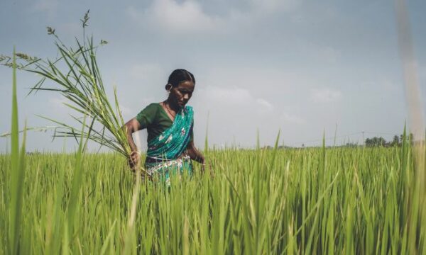 Rice farmer, India. Image: CABI