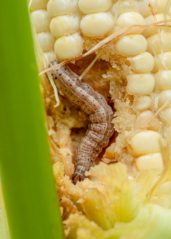 BCA production would help to control fall armyworm