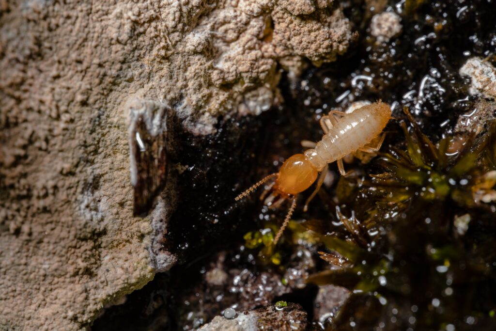 Formosan subterranean termite