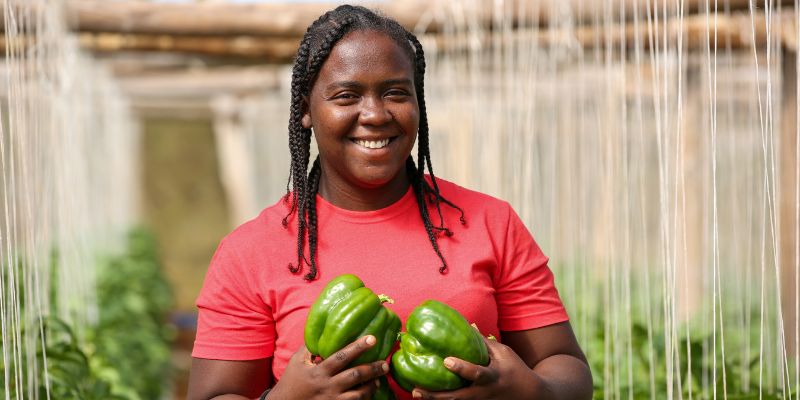 A young farmer in Jamaica holding two green sweet peppers