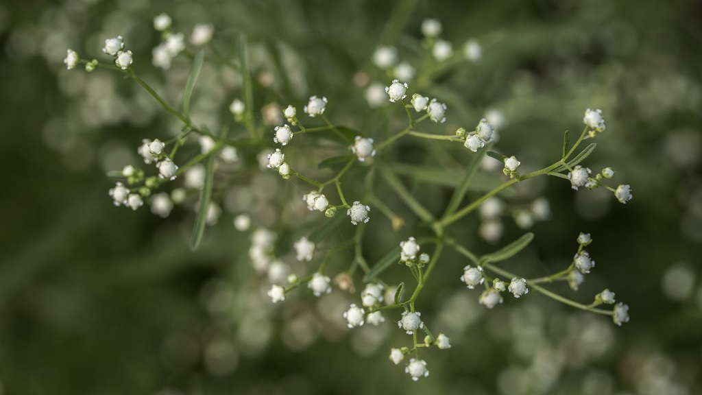 Close-up of parthenium flowers, which are small, white and round.