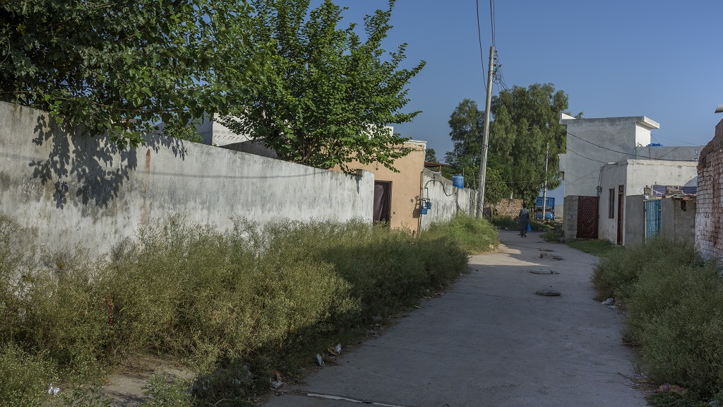 Parthenium lines both sides of a backstreet in Pakistan