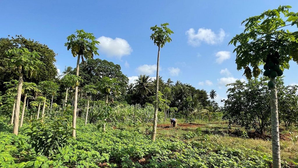 A papaya farm in Mombasa, Kenya