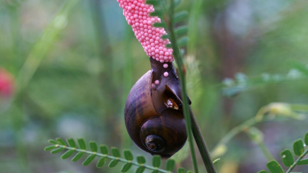 Apple snail laying eggs