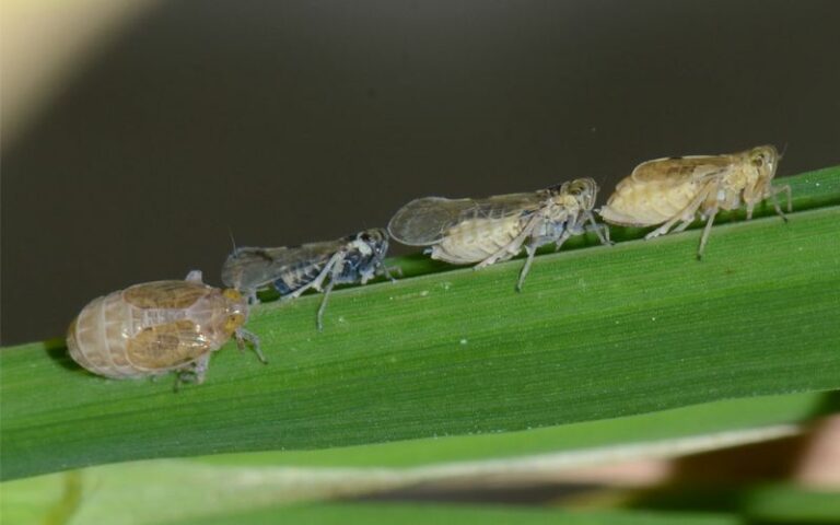 Hopperburn In Rice Five yield-threatening pests and diseases of rice – PlantwisePlus Blog