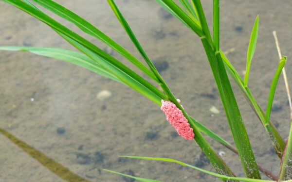 Red Rice Invasive Five yield-threatening pests and diseases of rice – PlantwisePlus Blog