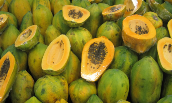 Image of Papayas, ready to sell. Our Common Papaya Disorders: A Comprehensive Guide one of our most-read blog posts this year.